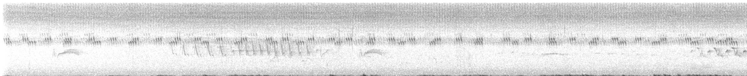 Grace's Warbler - ML626443120