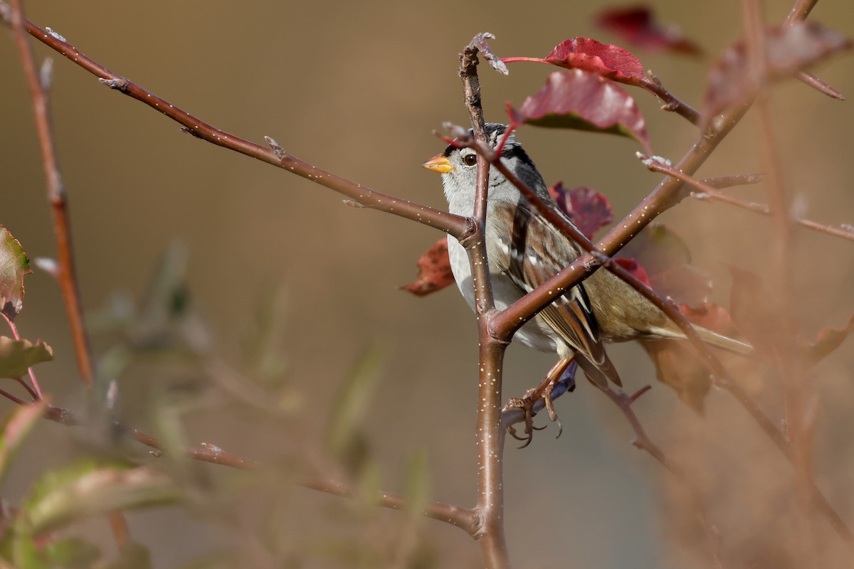 strnadec bělopásý (ssp. gambelii) - ML626443140