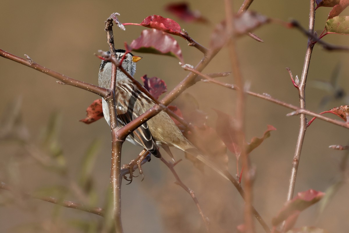 strnadec bělopásý (ssp. gambelii) - ML626443144