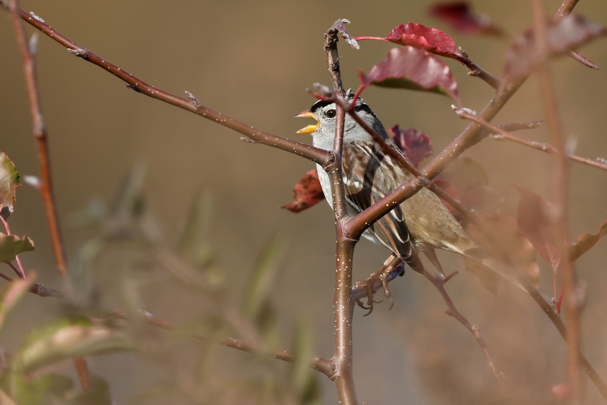 strnadec bělopásý (ssp. gambelii) - ML626443147