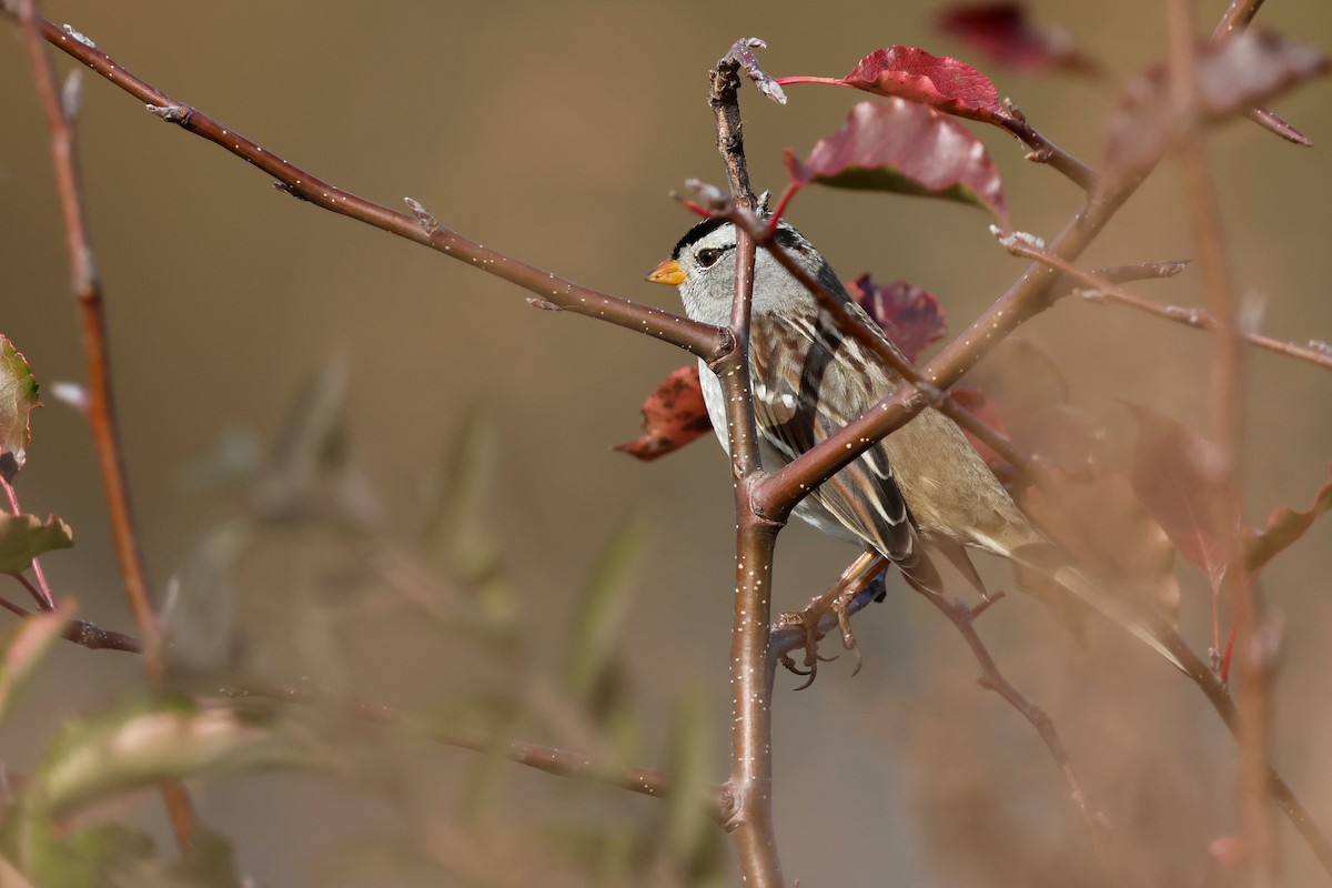 strnadec bělopásý (ssp. gambelii) - ML626443152