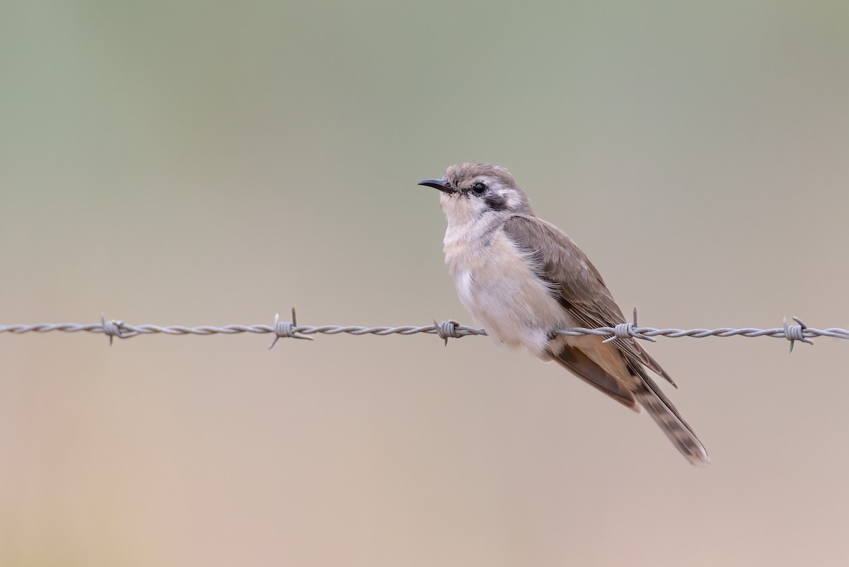 Black-eared Cuckoo - ML626443221