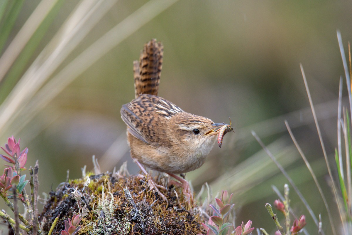 Grass Wren - ML626444040