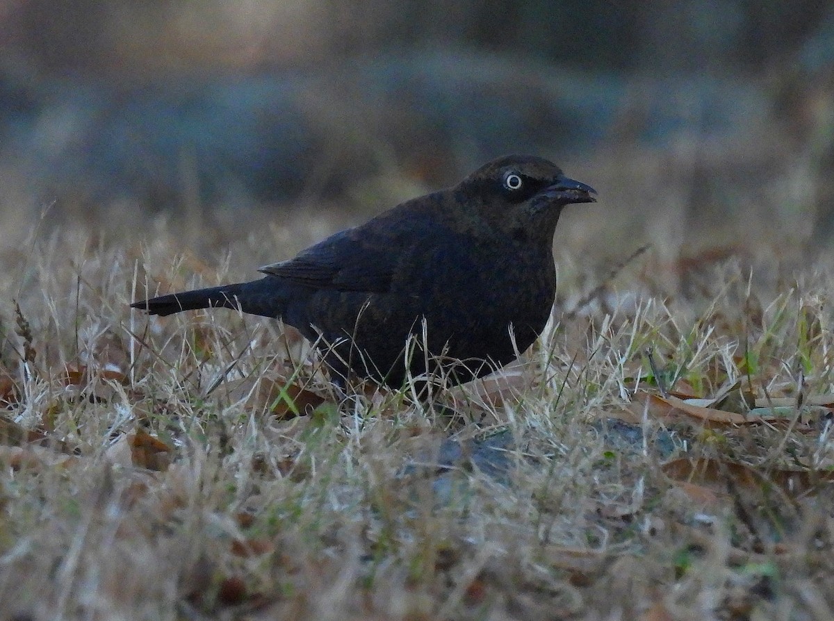 Rusty Blackbird - ML626444067