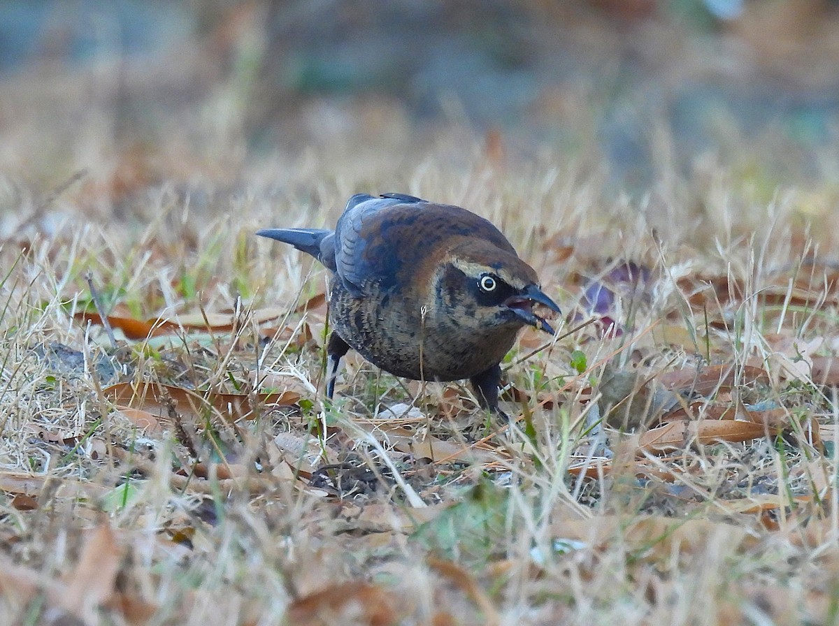 Rusty Blackbird - ML626444068