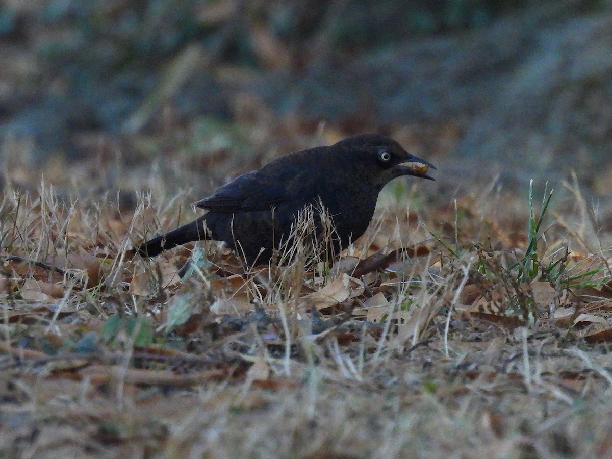 Rusty Blackbird - ML626444069