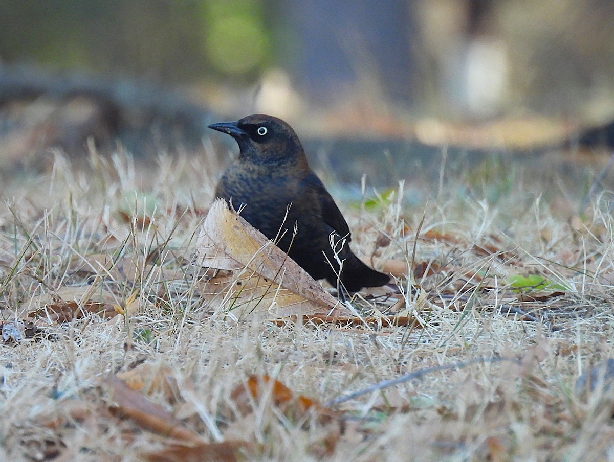 Rusty Blackbird - ML626444070
