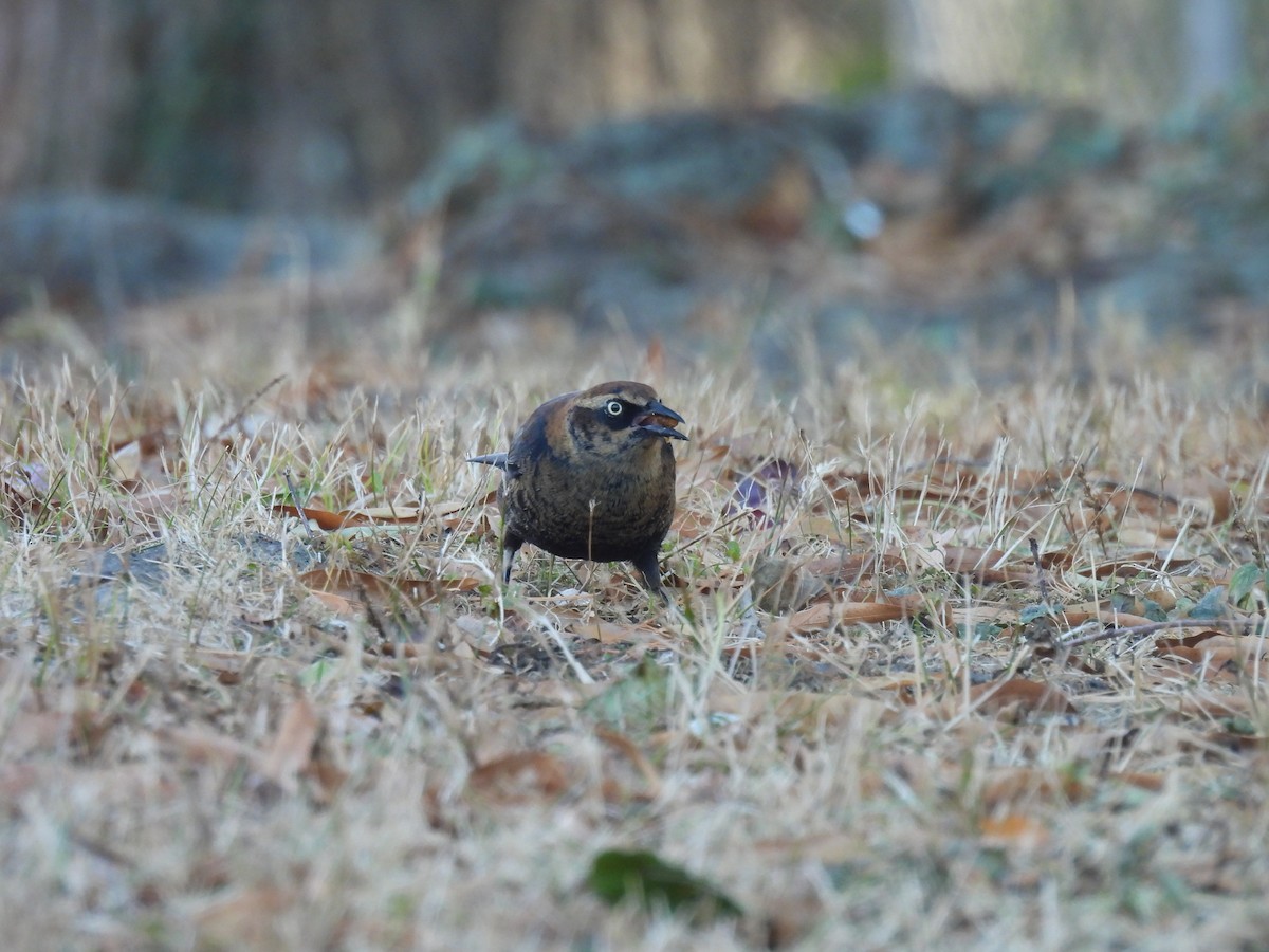 Rusty Blackbird - ML626444071