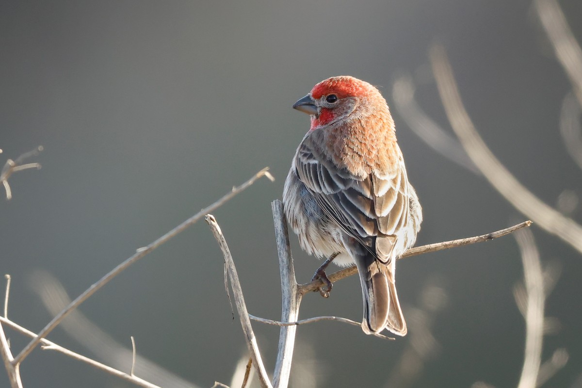 House Finch - ML626444080