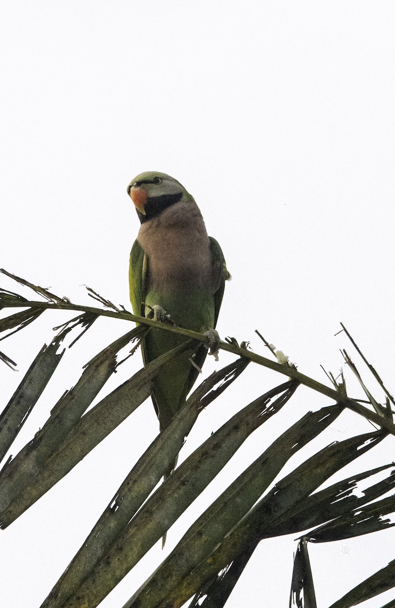 Red-breasted Parakeet - ML626444149