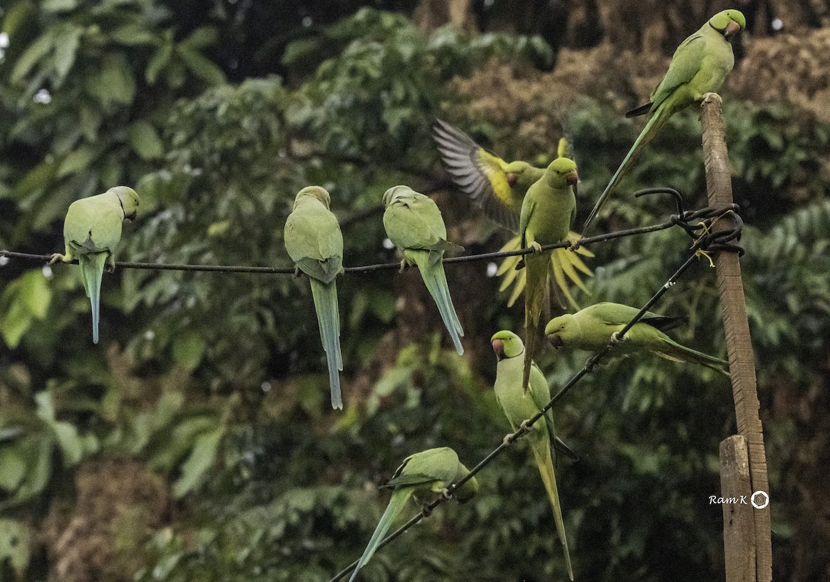 Rose-ringed Parakeet - ML626444197