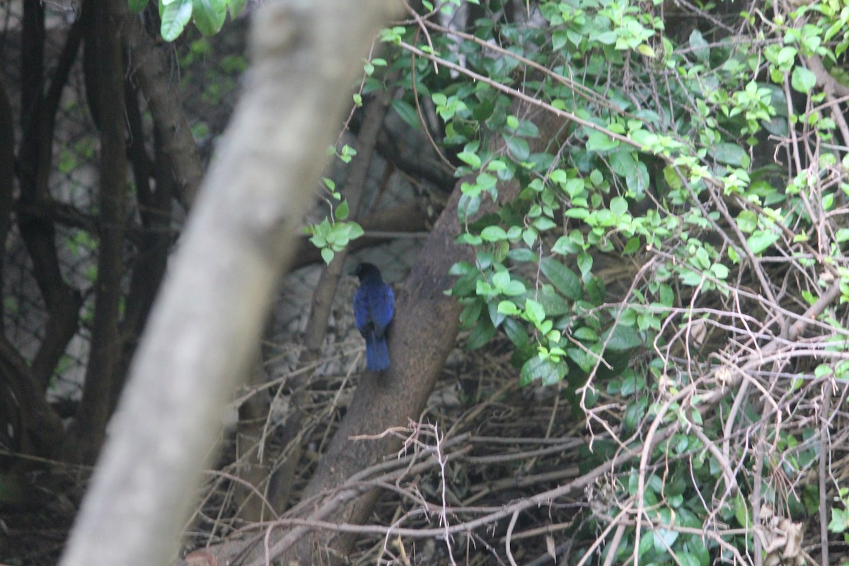 Malabar Whistling-Thrush - ML626444218