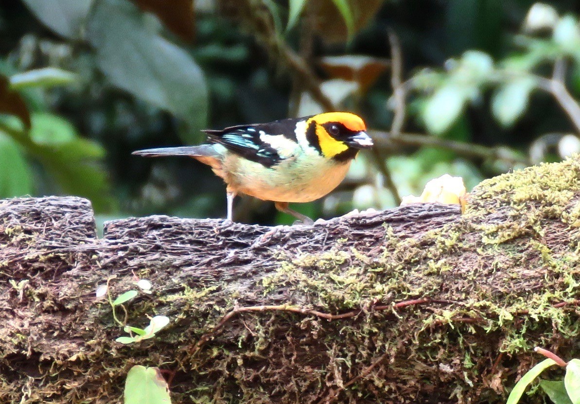 Flame-faced Tanager - ML626444369