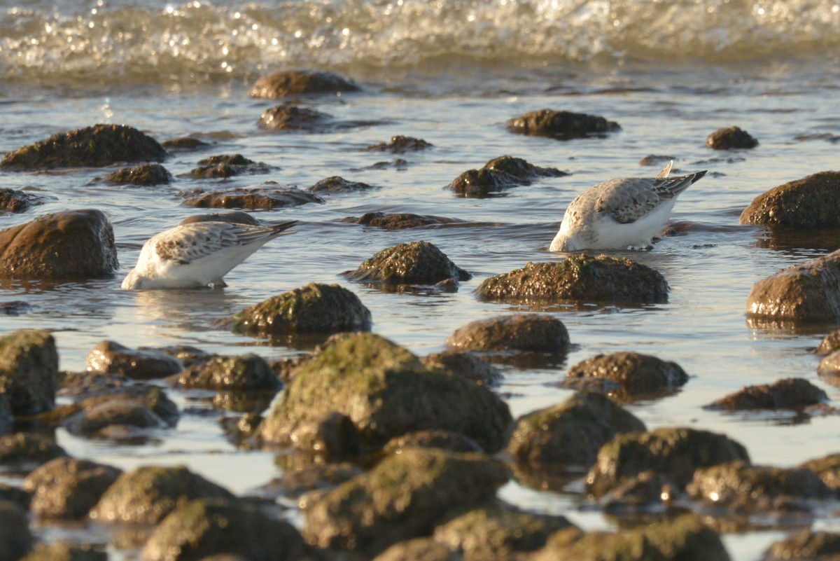 Sanderling - ML626444585