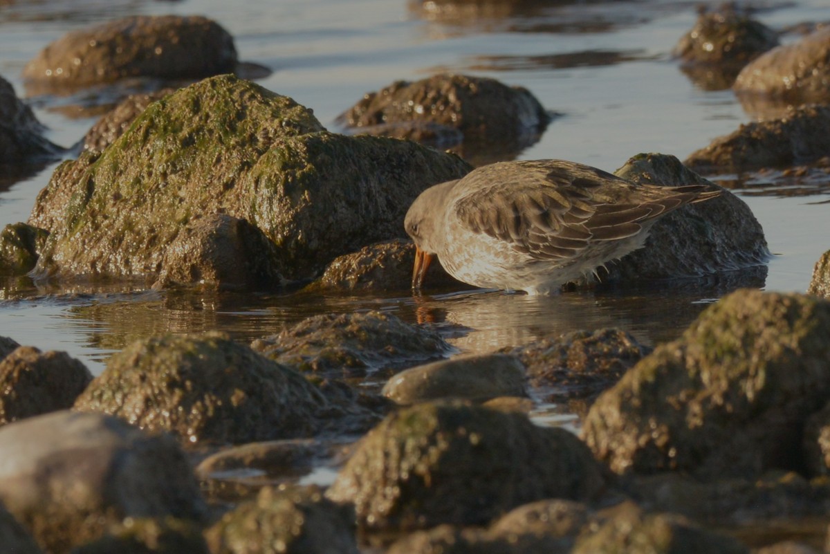 Purple Sandpiper - ML626444592