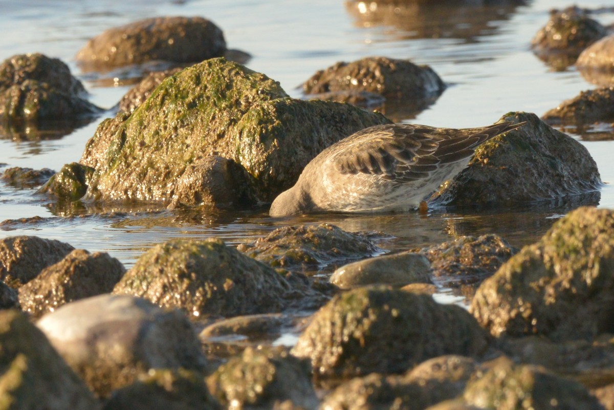 Purple Sandpiper - ML626444593