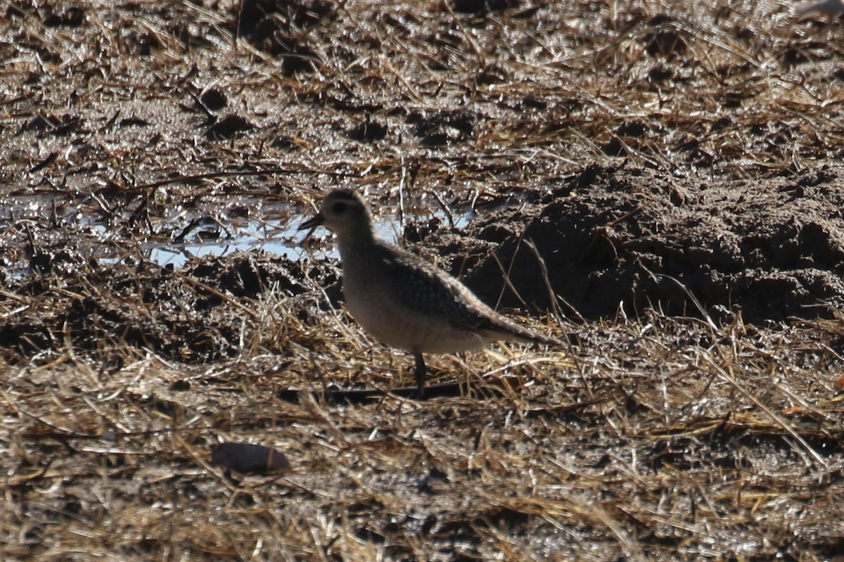 eBird Checklist 18 Nov 2025 Bosque del Apache NWRFlight Deck 13