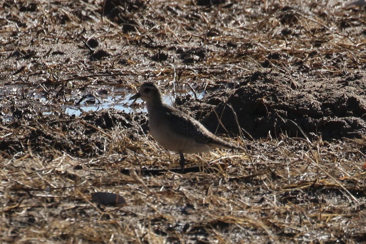 eBird Checklist 18 Nov 2024 Bosque del Apache NWRFlight Deck 13