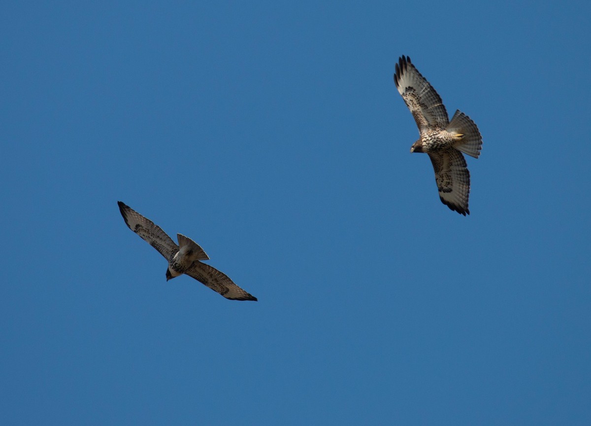 Red-tailed Hawk - ML626444818