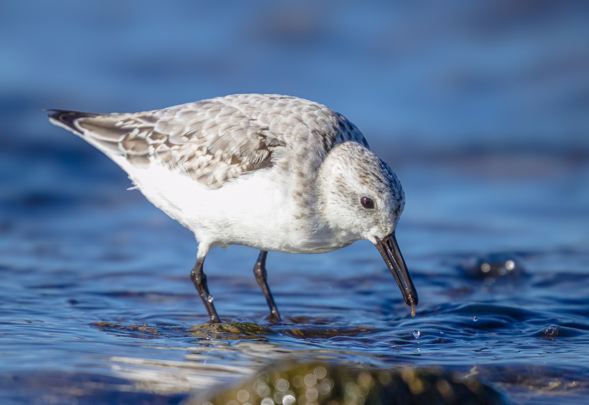 Sanderling - ML626445154