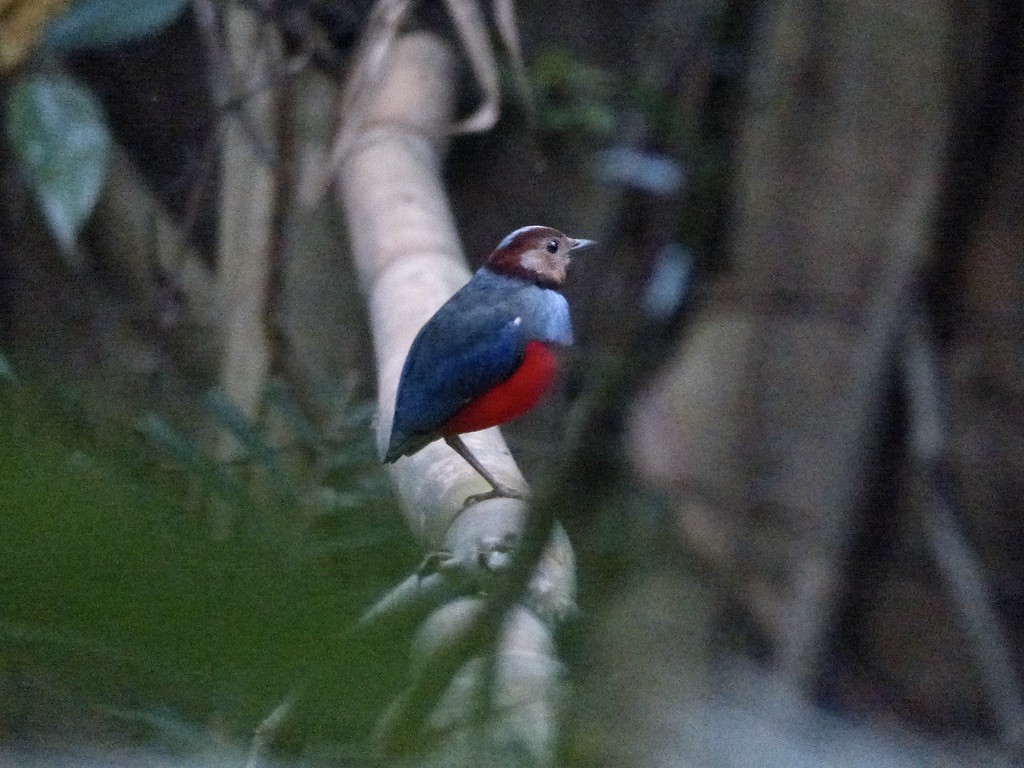 Sulawesi Pitta (Sulawesi) - ML626445155