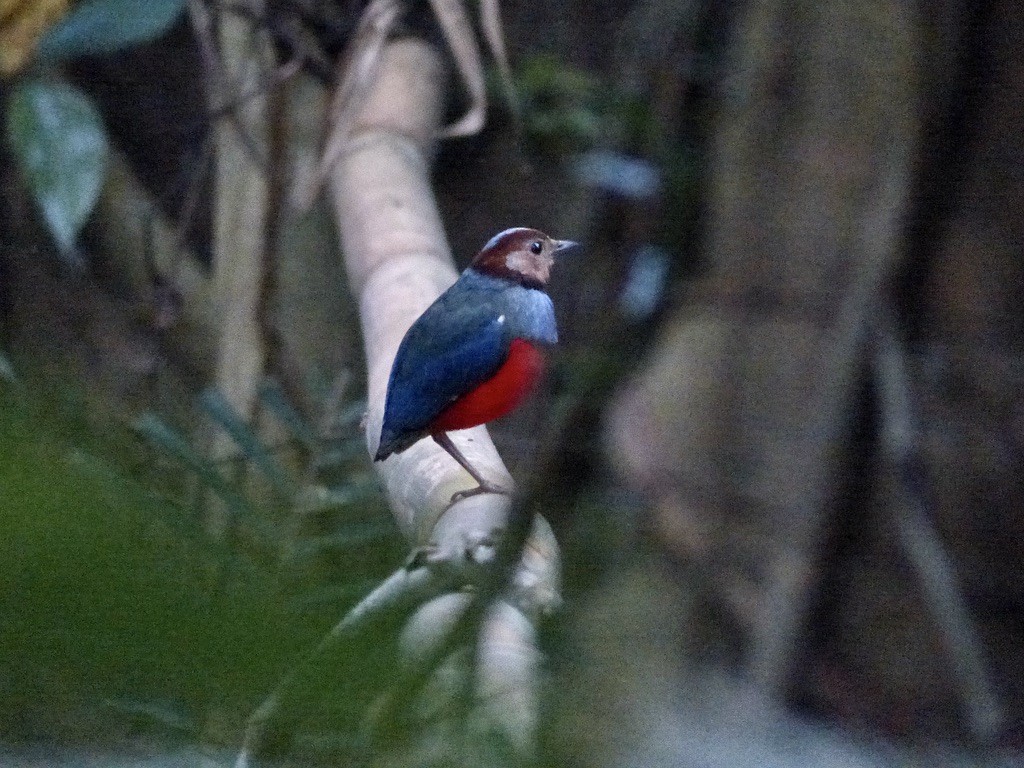 Sulawesi Pitta (Sulawesi) - ML626445156