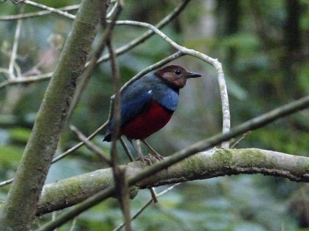 Sulawesi Pitta (Sulawesi) - ML626445157