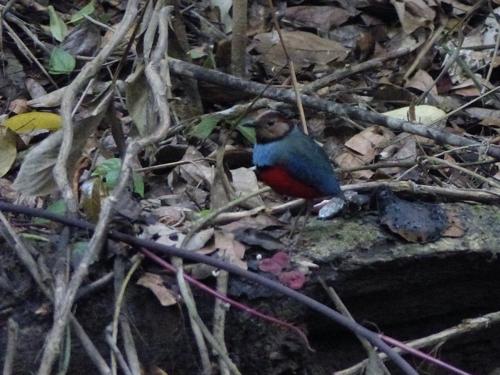 Sulawesi Pitta (Sulawesi) - ML626445158