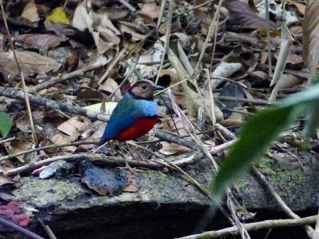 Sulawesi Pitta (Sulawesi) - ML626445159