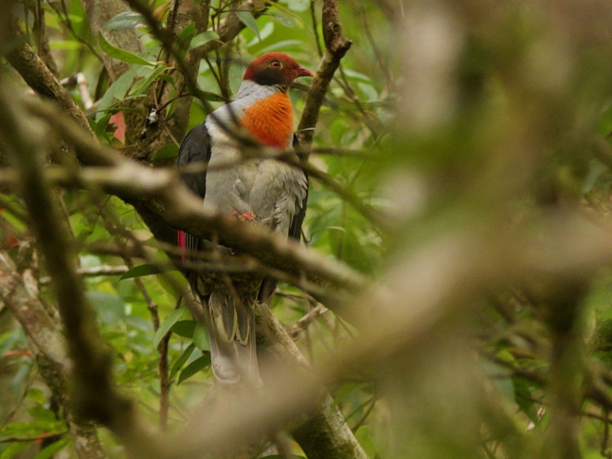 Flame-breasted Fruit-Dove - ML626445209