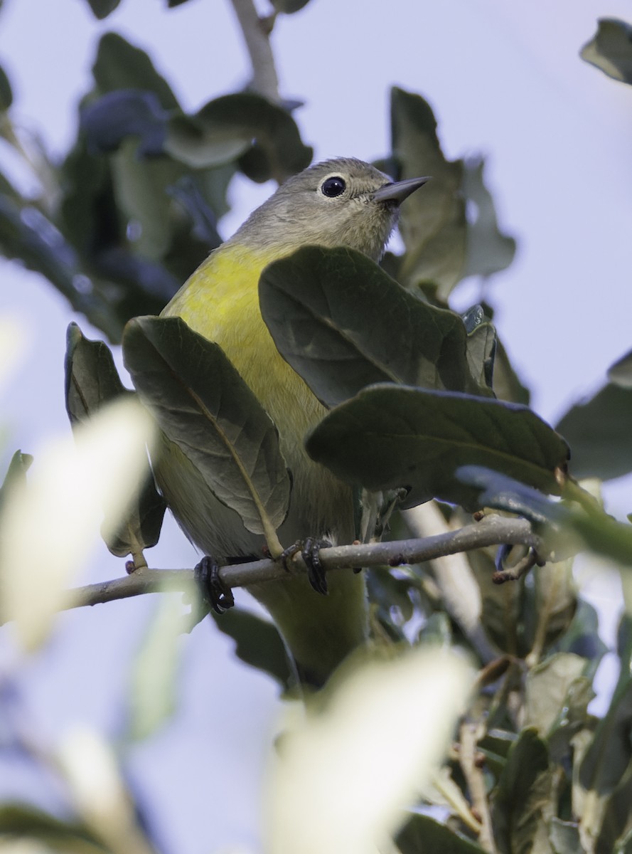 Nashville Warbler - ML626445275