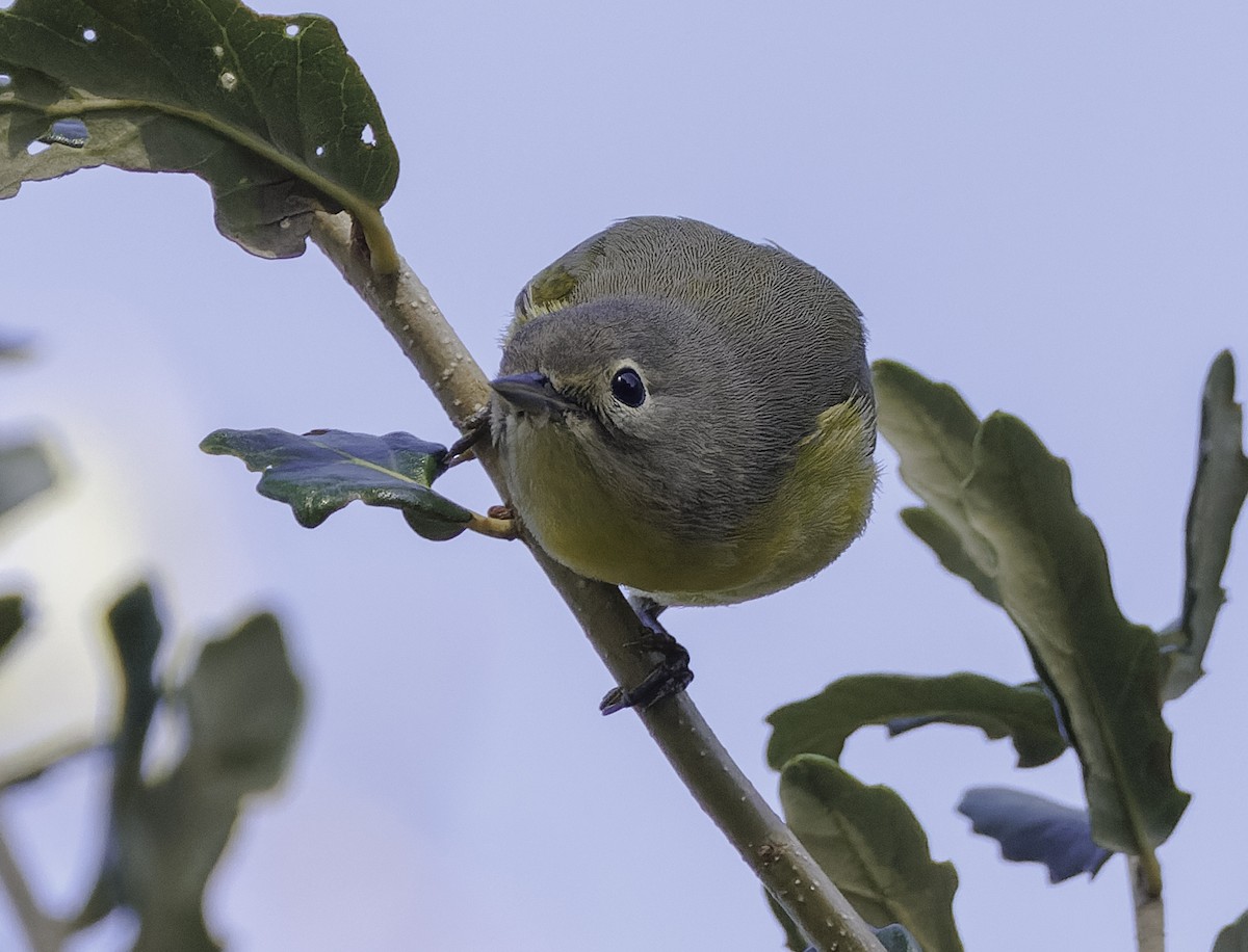 Nashville Warbler - ML626445276