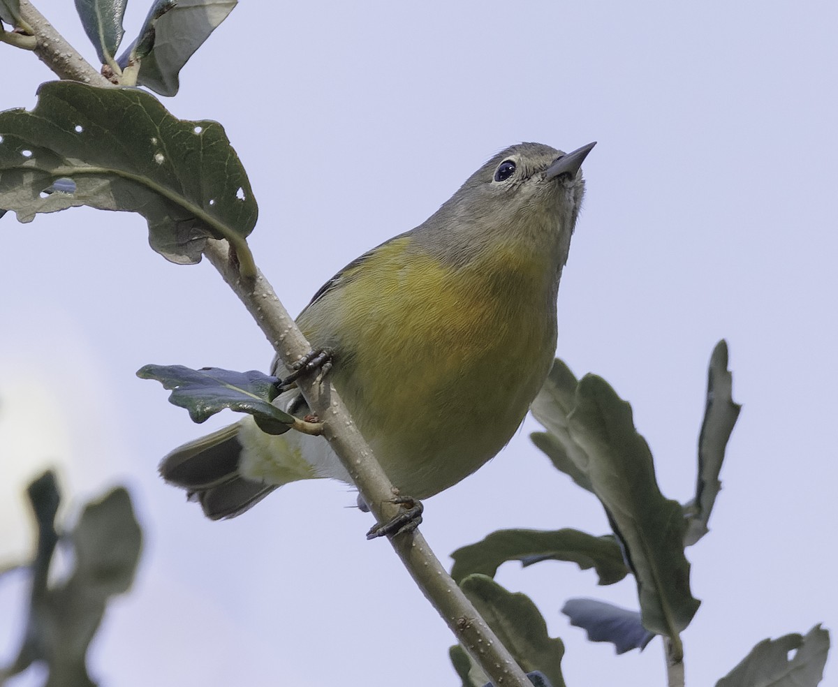 Nashville Warbler - ML626445277