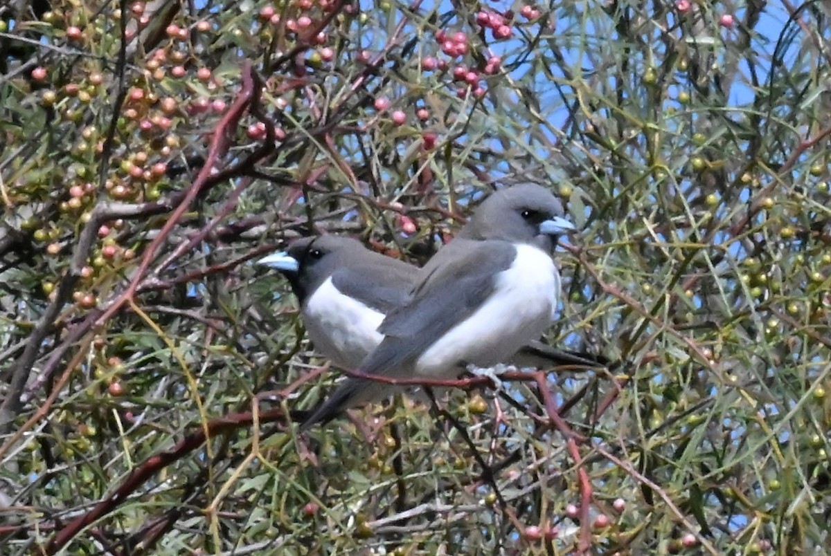 White-breasted Woodswallow - ML626445445
