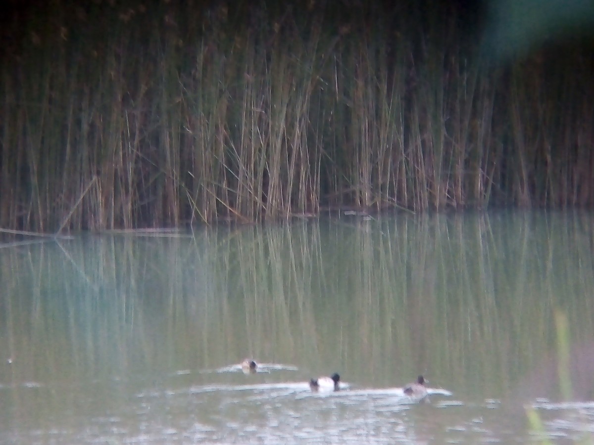Lesser Scaup - ML626445521