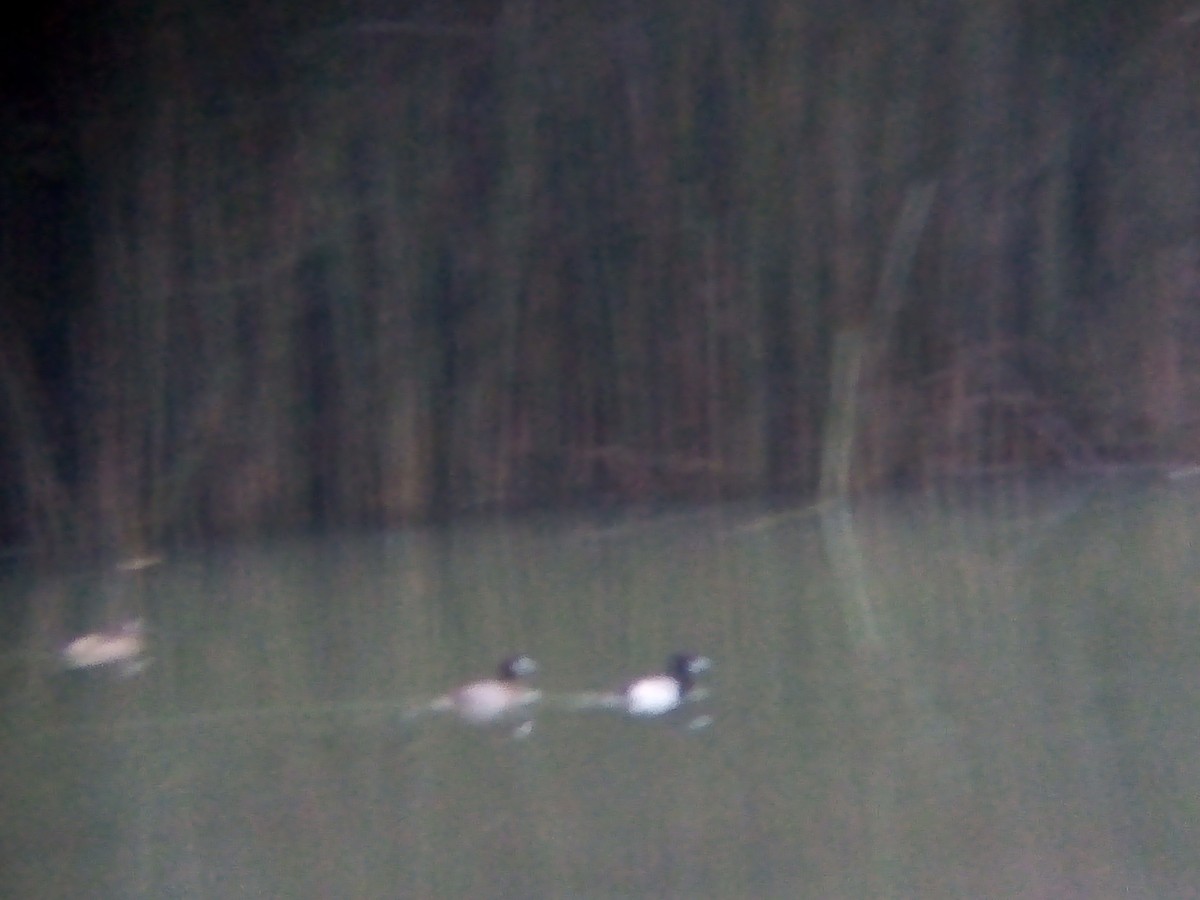 Lesser Scaup - ML626445522