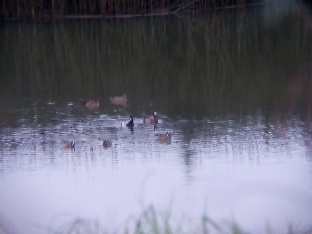 Lesser Scaup - ML626445523