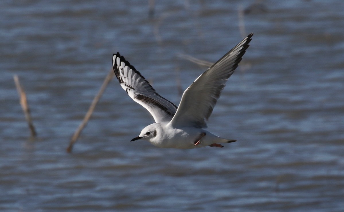 eBird Checklist 18 Nov 2025 Bosque del Apache NWRNM1 to North