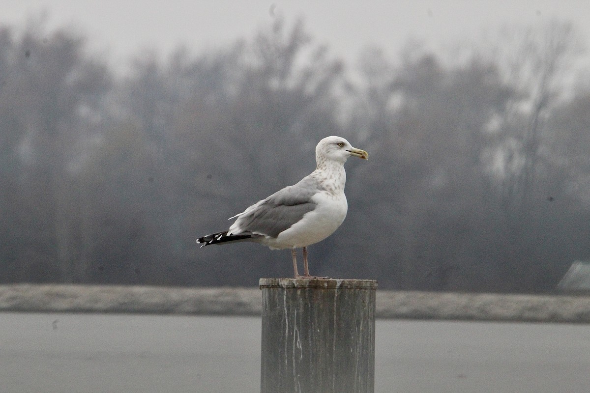 American Herring Gull - ML626445611