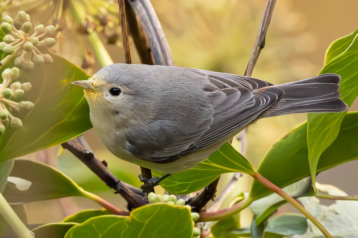Lucy's Warbler - ML626445696