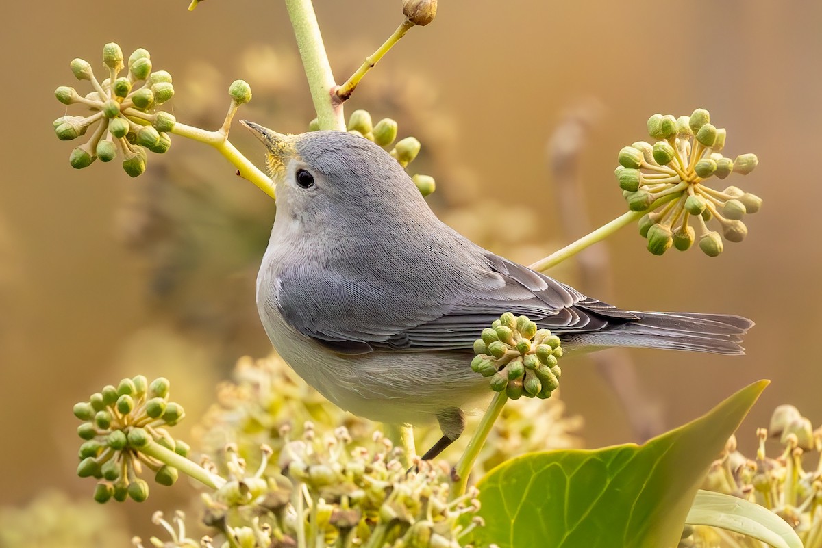 mesquiteparula - ML626445698