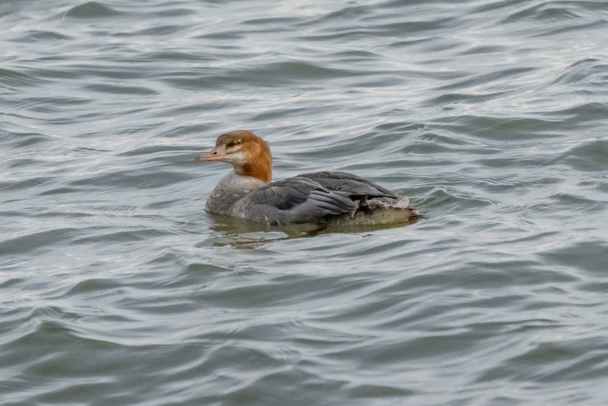 Common Merganser - ML626445805