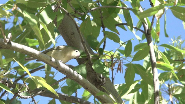 Hutton's Vireo - ML626445922