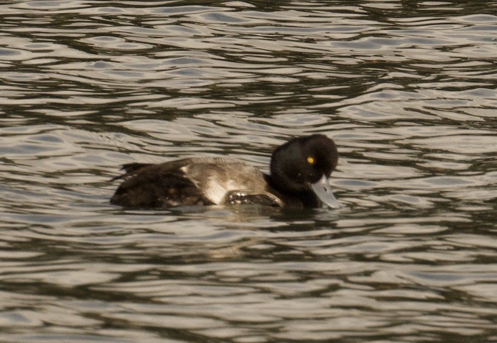 Lesser Scaup - ML626446053