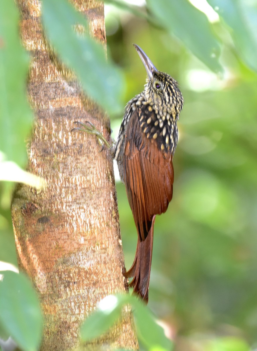 Black-striped Woodcreeper - ML626446156