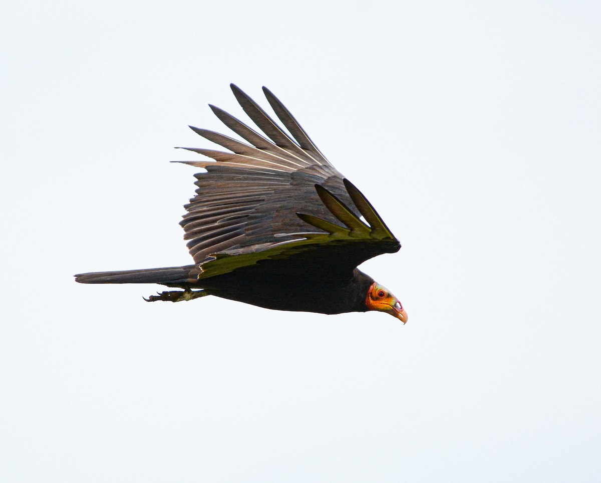 Lesser Yellow-headed Vulture - ML626446202