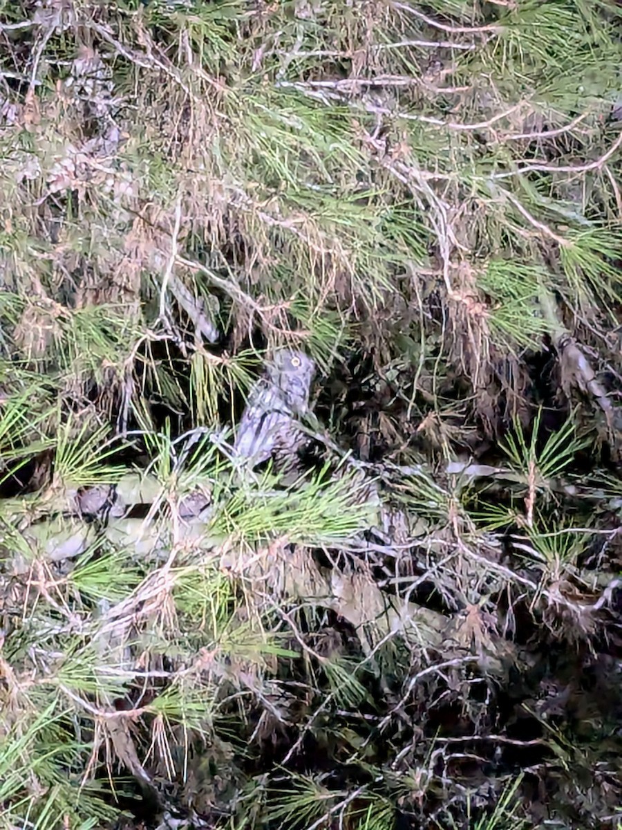 Western Screech-Owl - ML626446354