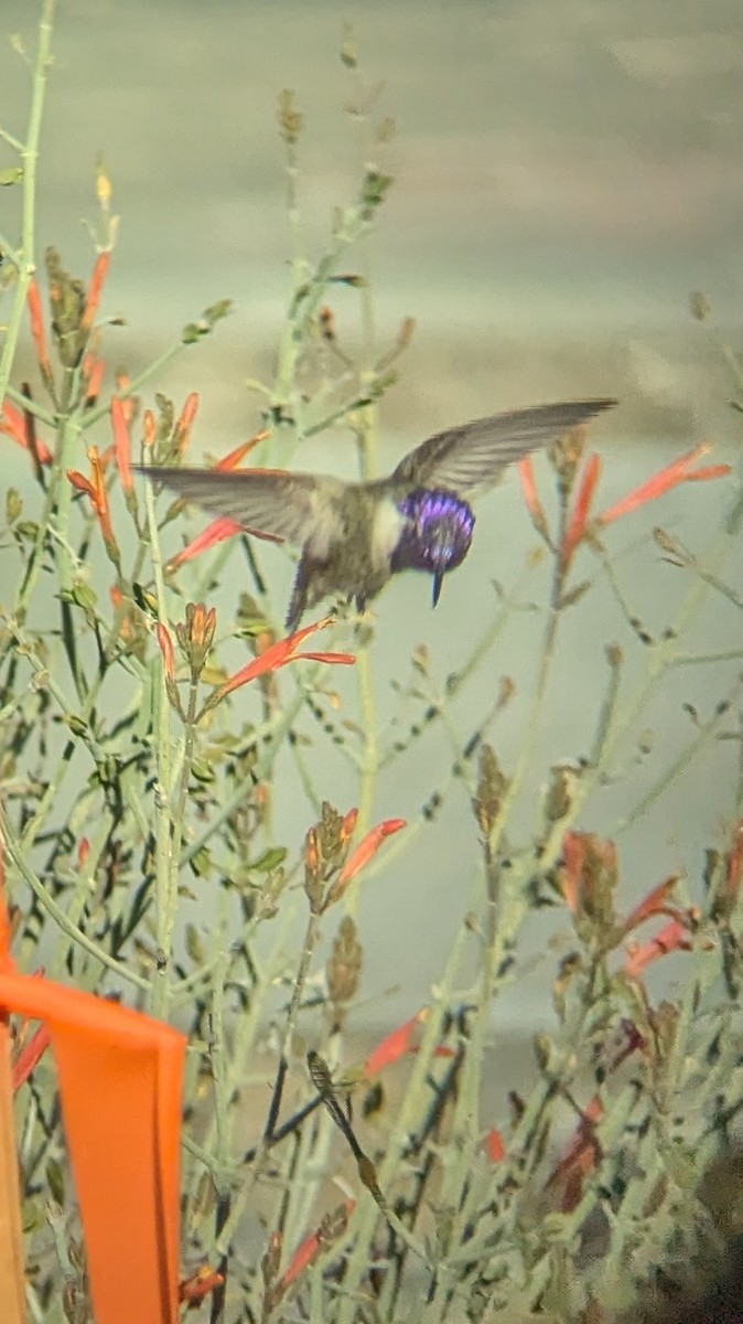 Costa's Hummingbird - ML626446387