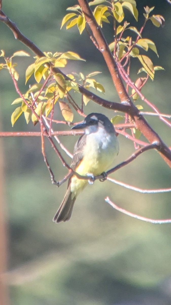 Thick-billed Kingbird - ML626446422