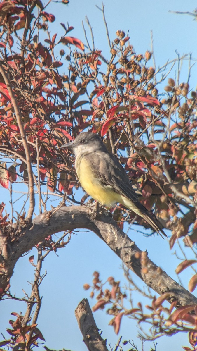 Thick-billed Kingbird - ML626446447